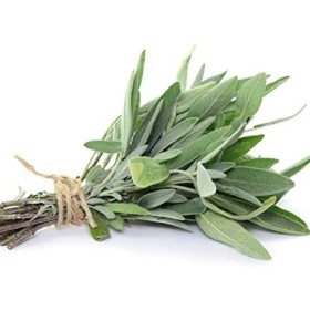 SALVIA MAZZI CASSETTA FRESCA